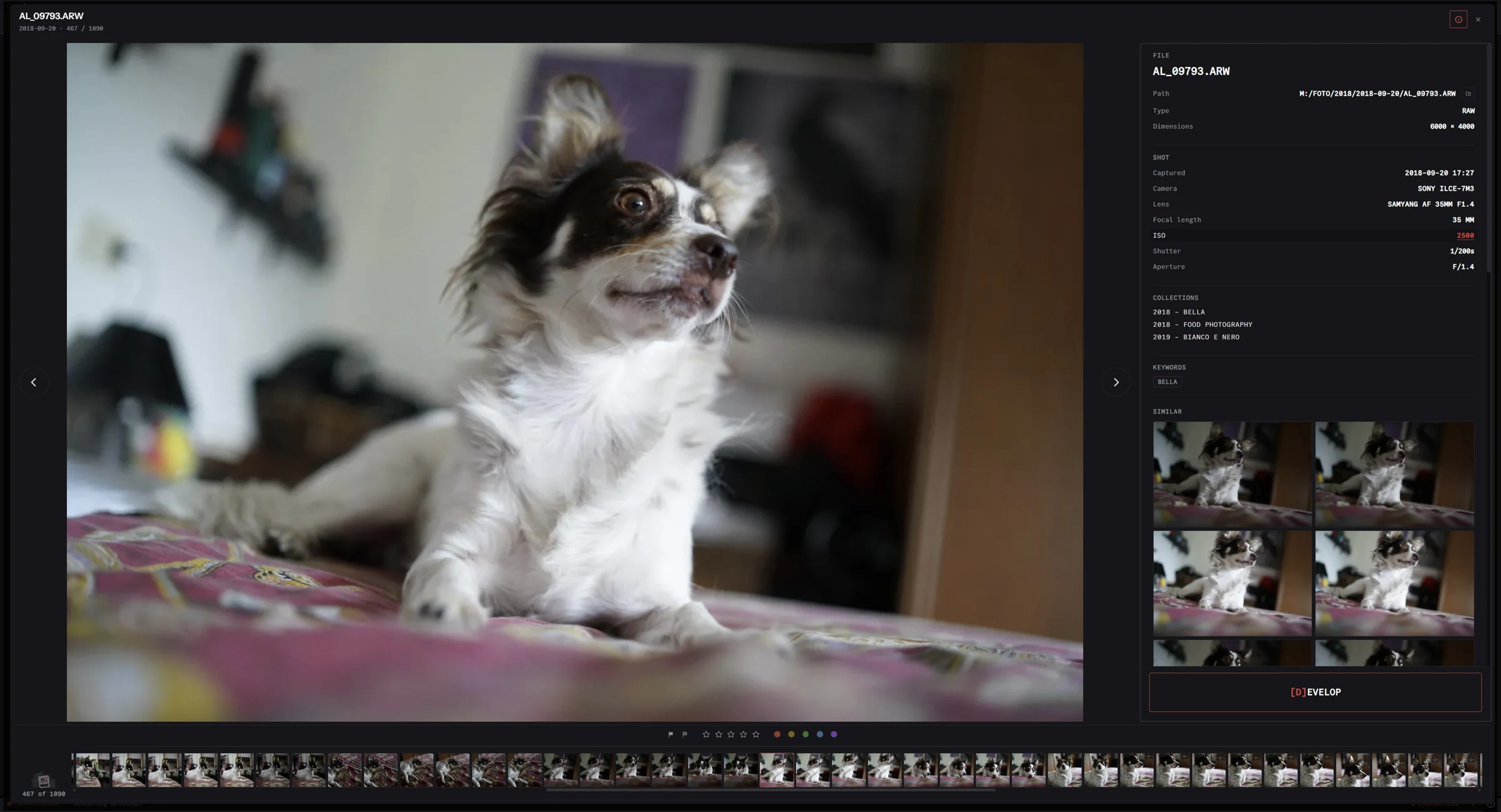 RedLnx Collection preview modal with an enlarged dog photograph, histogram and filmstrip